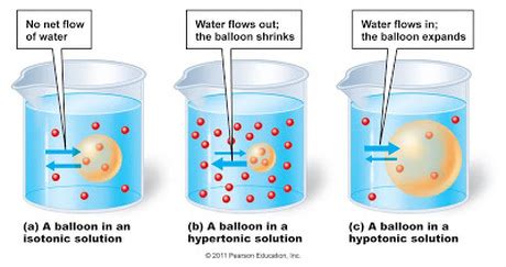 salt water potato experiment|Potato Osmosis Experiment .
